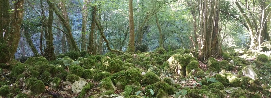El bosque de Corvera de Toranzo.